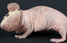 peperat.png