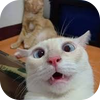 crack_avatar.png