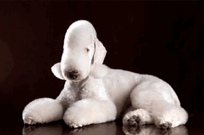 1789311198337.gif