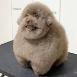 scoobert.webp