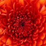 redrover1214341
