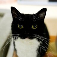 SimonGhost10123