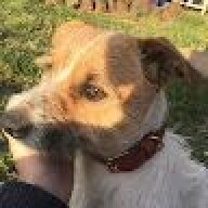 ausdog_