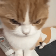 cat6y4r7j