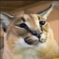DripCat4515641