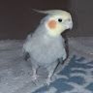YigidoBaba1