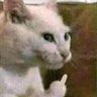 Gatito