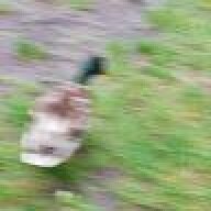 logng5