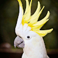 jac