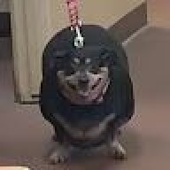 BoliTeKurac123