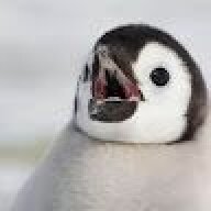 kotkupab