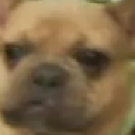 DogyX0