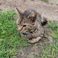 Pocok20043