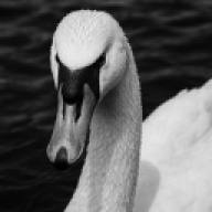 Svaneerfivem