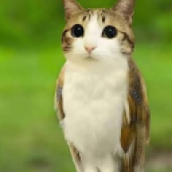 Meowl123
