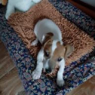 zvin
