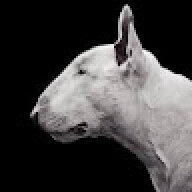Bullteriar