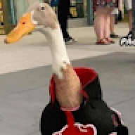 patolino