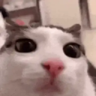 brbrbr1231231