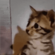 whatsthecatdoin
