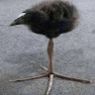 buziko