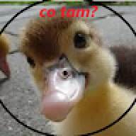 piciopek123