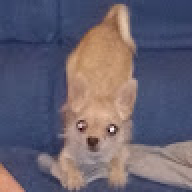 jhgugfu