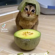 Lolcat67