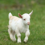 lolerker
