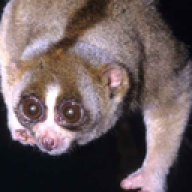 negra