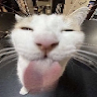 popaster333