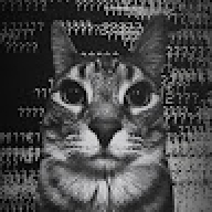 foxis_frend