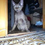 kitket