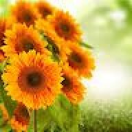hpy688
