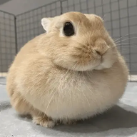WIENER