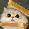 rfgfvjmiodvjmrt
