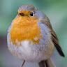 birbflop