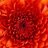 redrover1214341