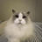 JoeyDev490
