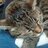 asey_1337