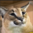DripCat4515641