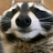 Mr_RaccoonMan