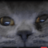 celyxullahh