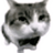 Caticet1352