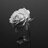 anonymous123345