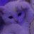 catsoup4466