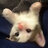 Nyxie