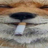 bbav