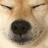 Dogedoge