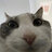 denny_554